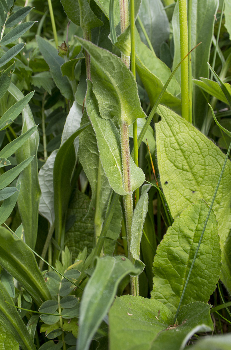 Image of Campanula glomerata ssp. oblongifolioides specimen.