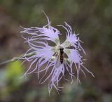 Dianthus superbus