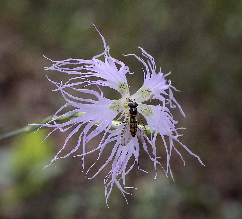 Image of Dianthus superbus specimen.