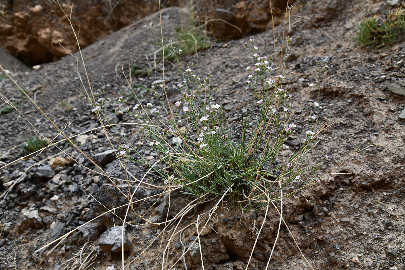 Изображение особи Gypsophila patrinii.