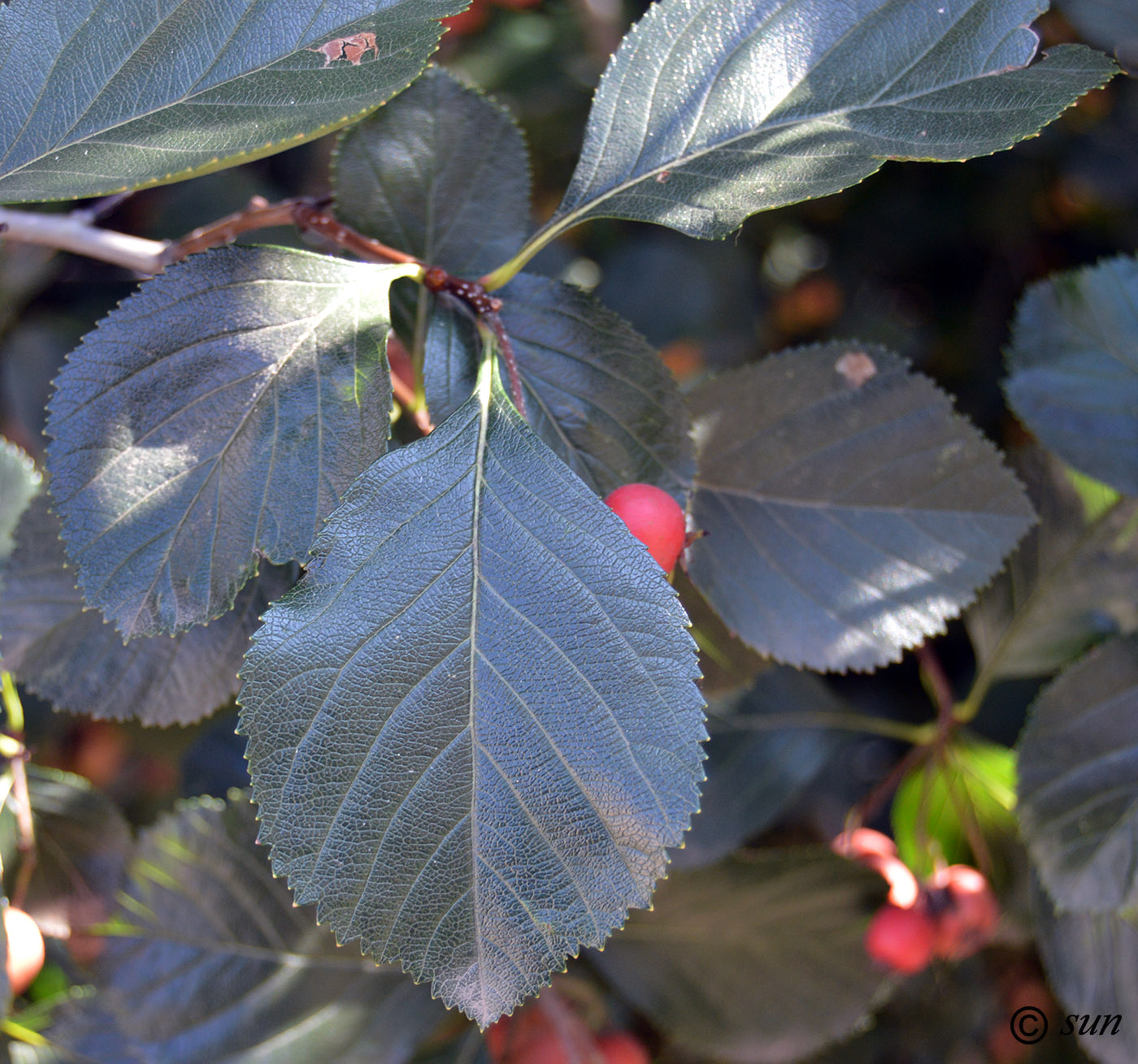 Image of Crataegus chrysocarpa var. rotundifolia specimen.