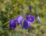 Campanula rotundifolia