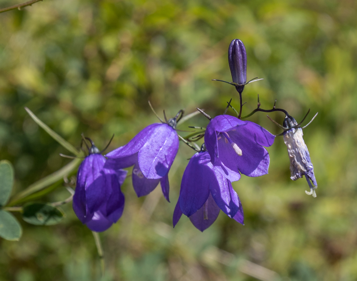 Image of Campanula rotundifolia specimen.