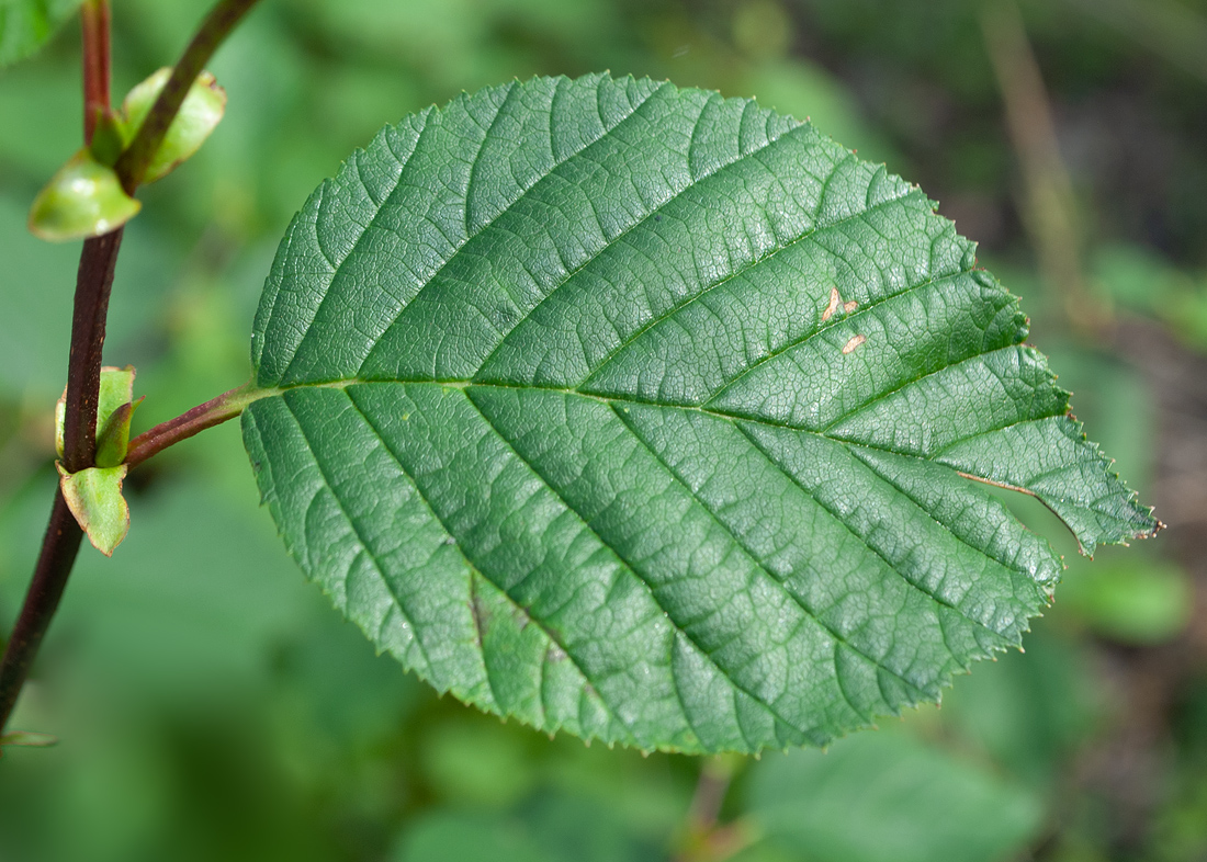 Изображение особи Duschekia fruticosa.