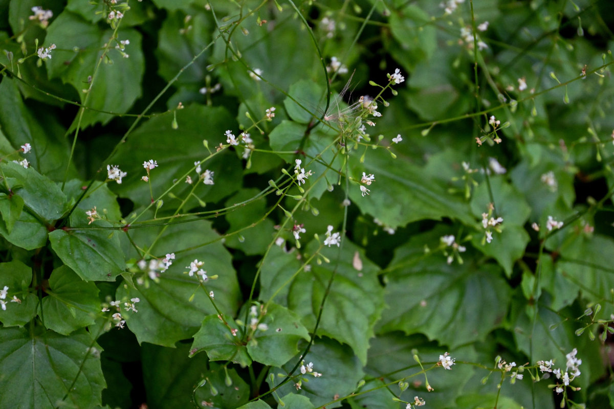 Изображение особи Circaea alpina.