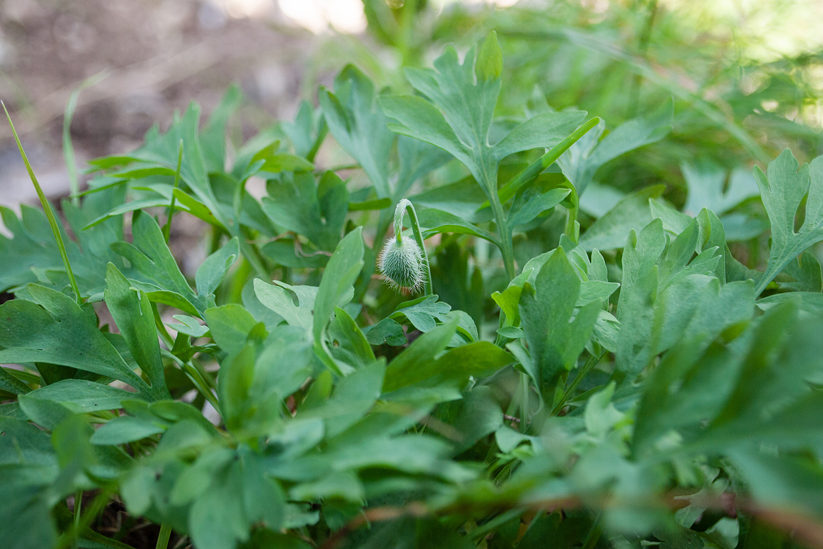 Image of Papaver nudicaule ssp. gracile specimen.