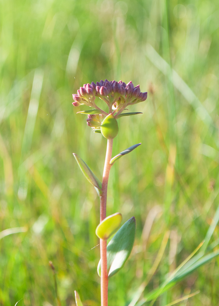 Image of Hylotelephium sukaczevii specimen.