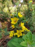 Lysimachia punctata. Верхушка цветущего растения. Краснодарский край, городской округ Сочи, Хостинский р-н, гора Бытха, обочина дороги. 01.11.2023.