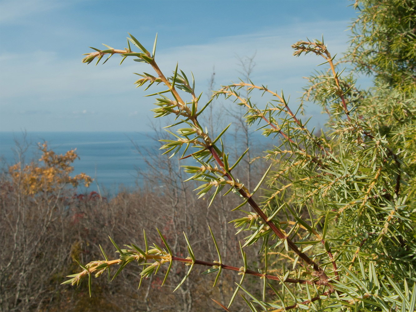 Изображение особи Juniperus deltoides.