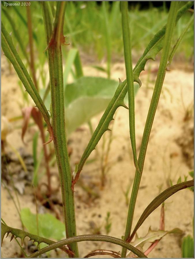 Изображение особи Crepis tectorum.