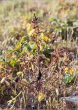 Xanthium orientale