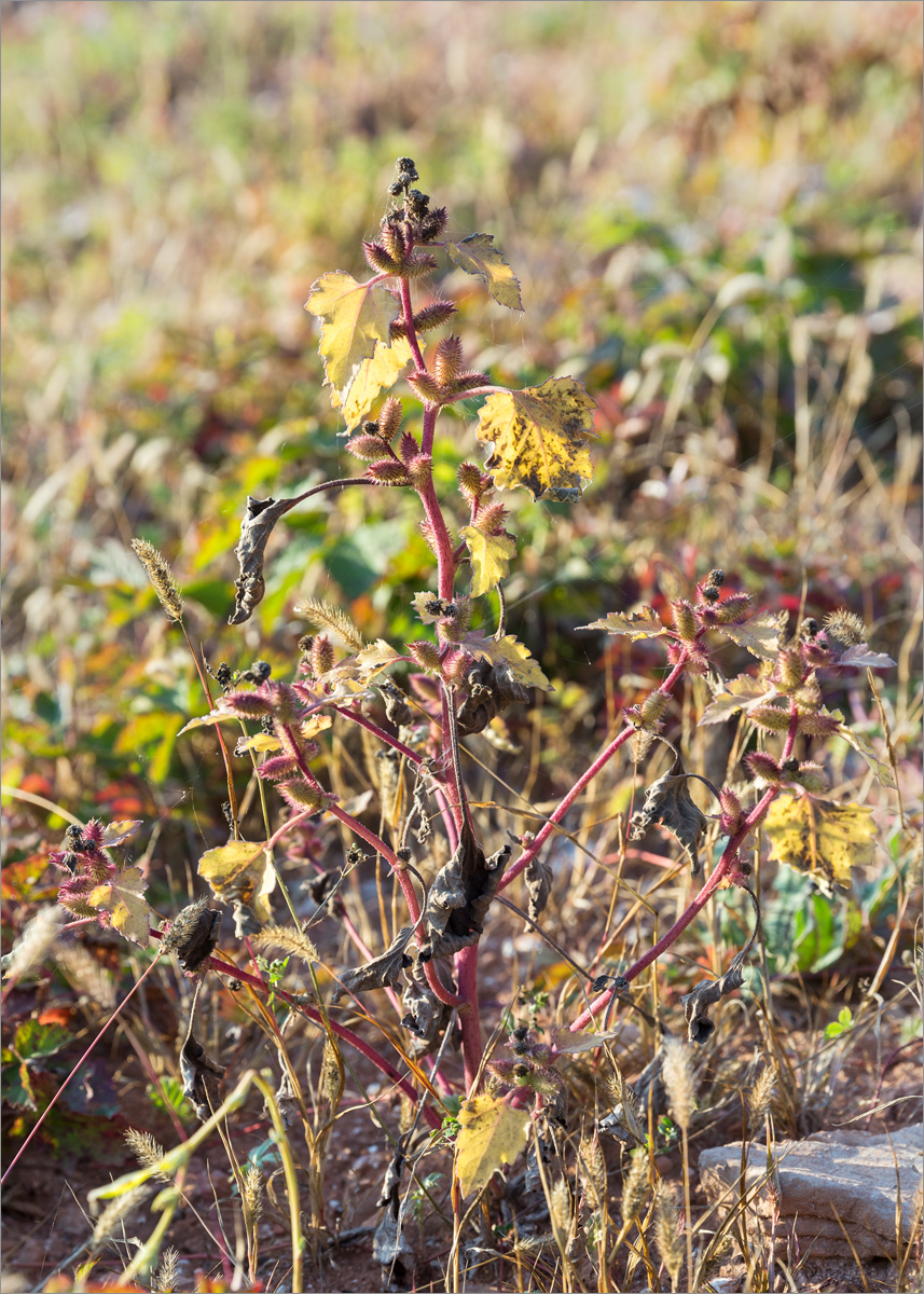 Image of Xanthium orientale specimen.