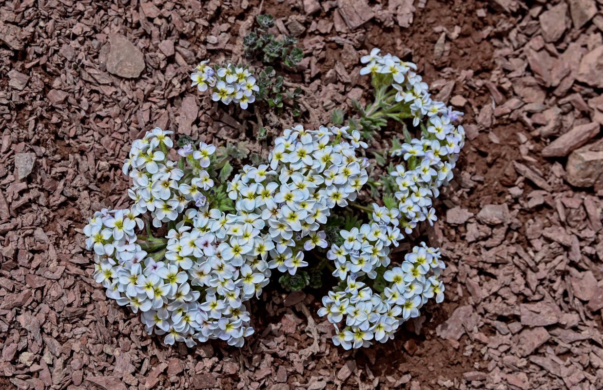 Изображение особи Oreoblastus flabellatus.