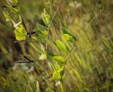 Lathyrus pisiformis. Часть побега с остатками соплодия (слева); видны сухие створки вскрывшегося плода. Пермский край, г. Пермь, Индустриальный р-н, разнотравный луг. 04.08.2023.