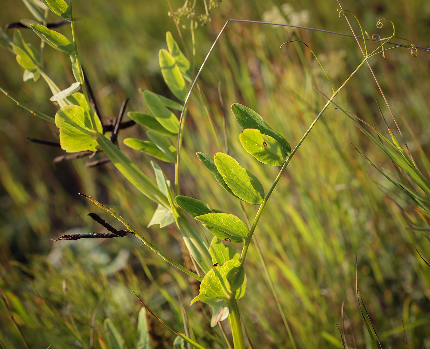 Изображение особи Lathyrus pisiformis.