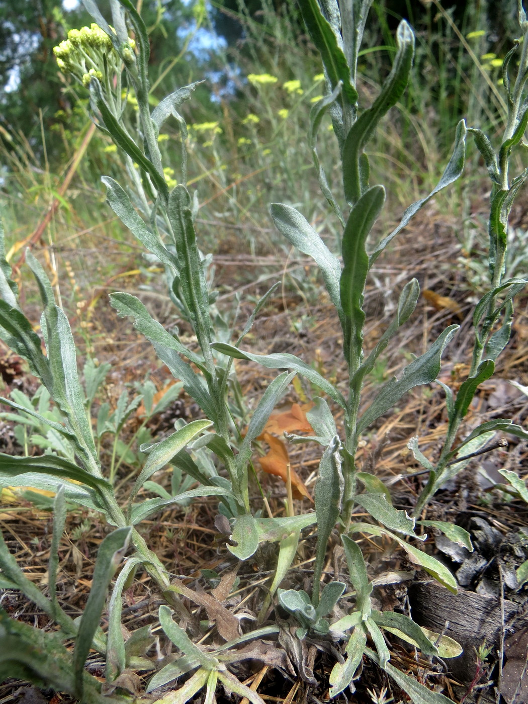 Изображение особи Helichrysum arenarium.