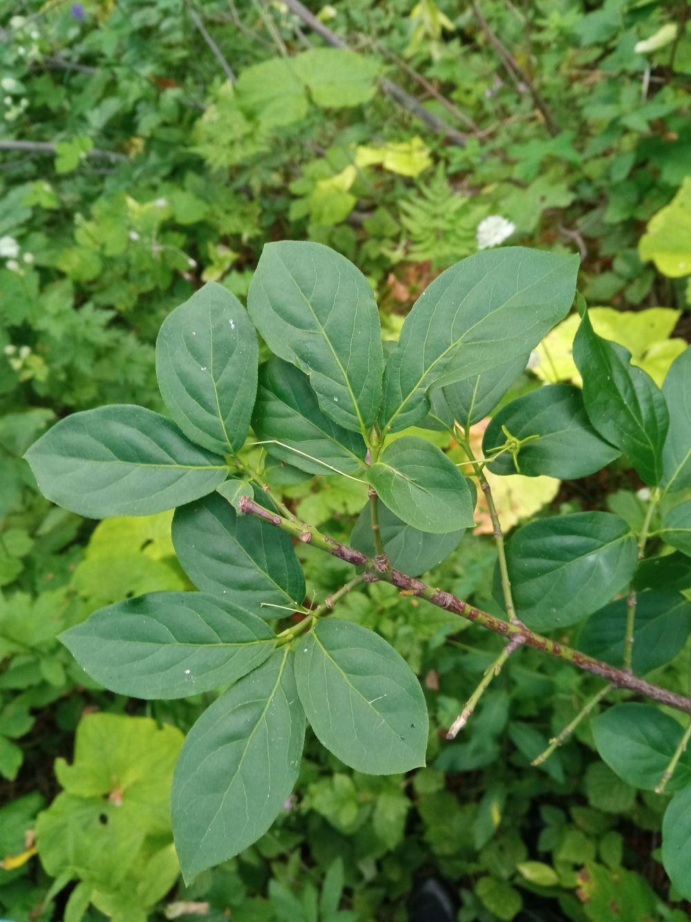 Изображение особи Euonymus leiophloeus.