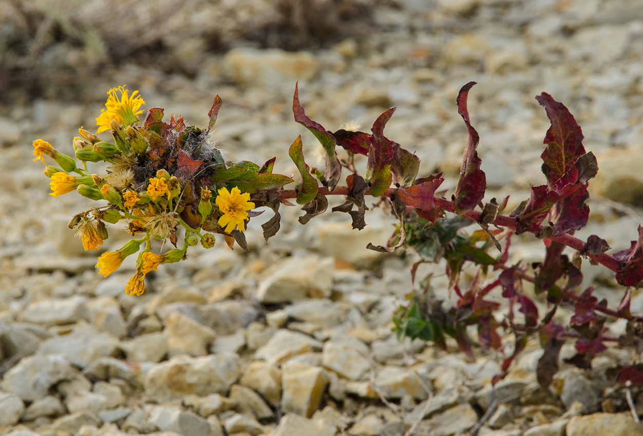 Image of Hieracium virosum specimen.