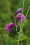 Gladiolus imbricatus. Деформированное пазушное соцветие запоздало цветущего и плодоносящего растения (в условиях засушливого лета). Беларусь, Витебская обл., окр. пос. Езерище, сырой лабазниковый луг. 27.07.2023.