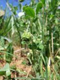 Medicago rigidula. Верхушка побега с плодом. Казахстан, Туркестанская (б. Южно-Казахстанская) обл., Сырдарья-Туркестанский государственный региональный природный парк, Боралдайский филиал, дол. р. Кошкарата, низкотравно-саванноидное сообщество. 29.04.2015.