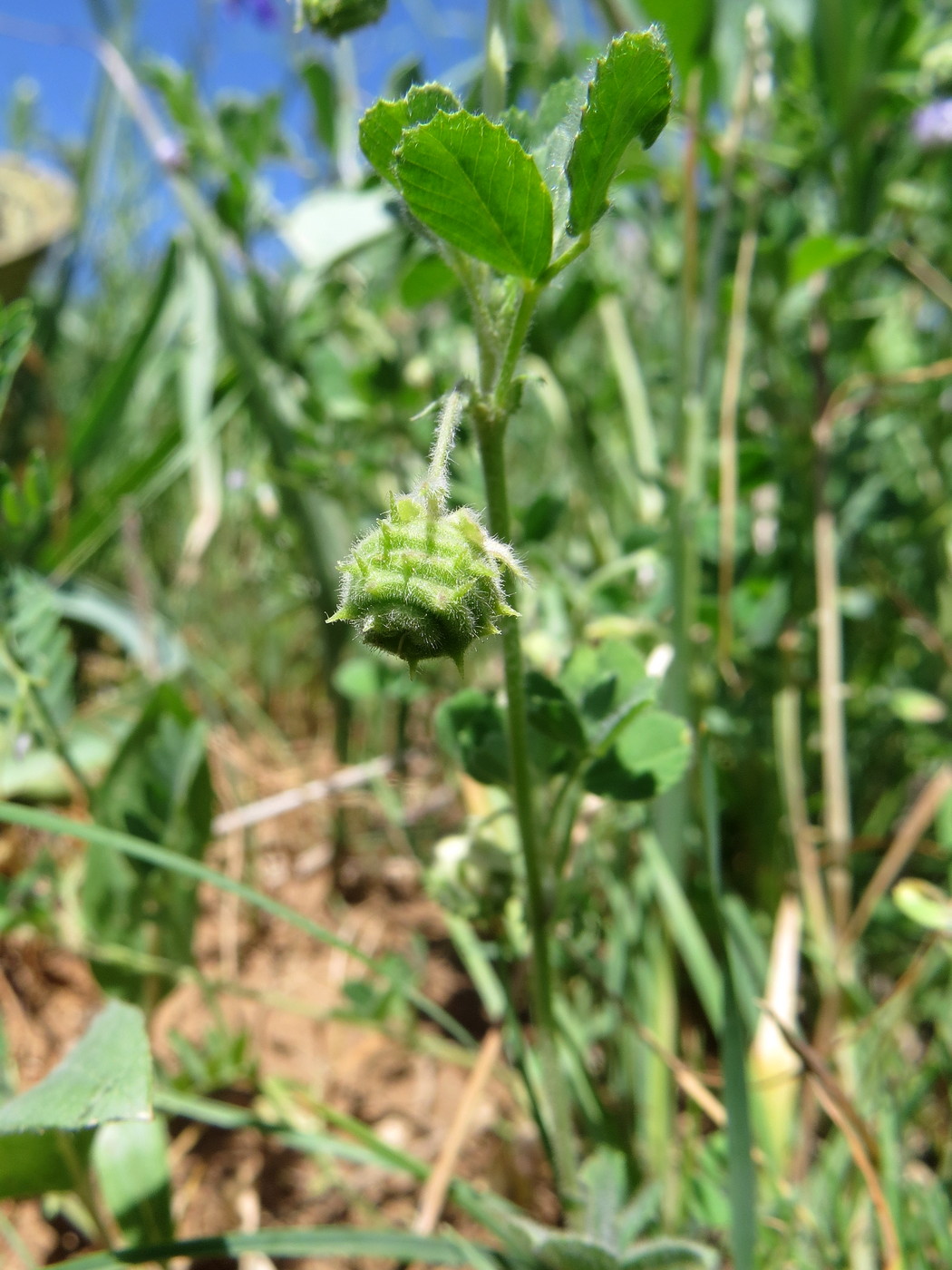 Image of Medicago rigidula specimen.