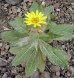 Senecio pseudoarnica. Цветущее растение. Магаданская обл., Ольский р-н, побережье Охотского моря, мыс Нюкля. 24.07.2008.