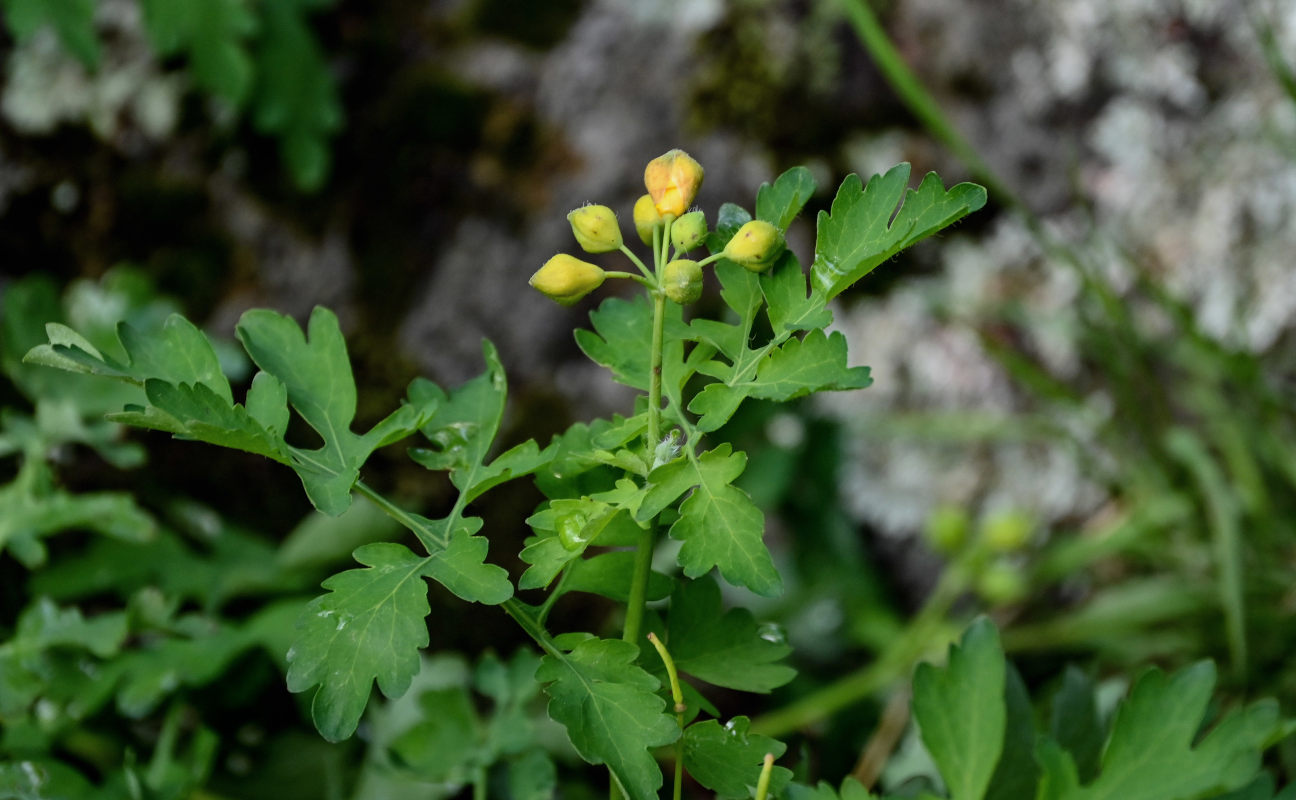 Image of Chelidonium majus specimen.