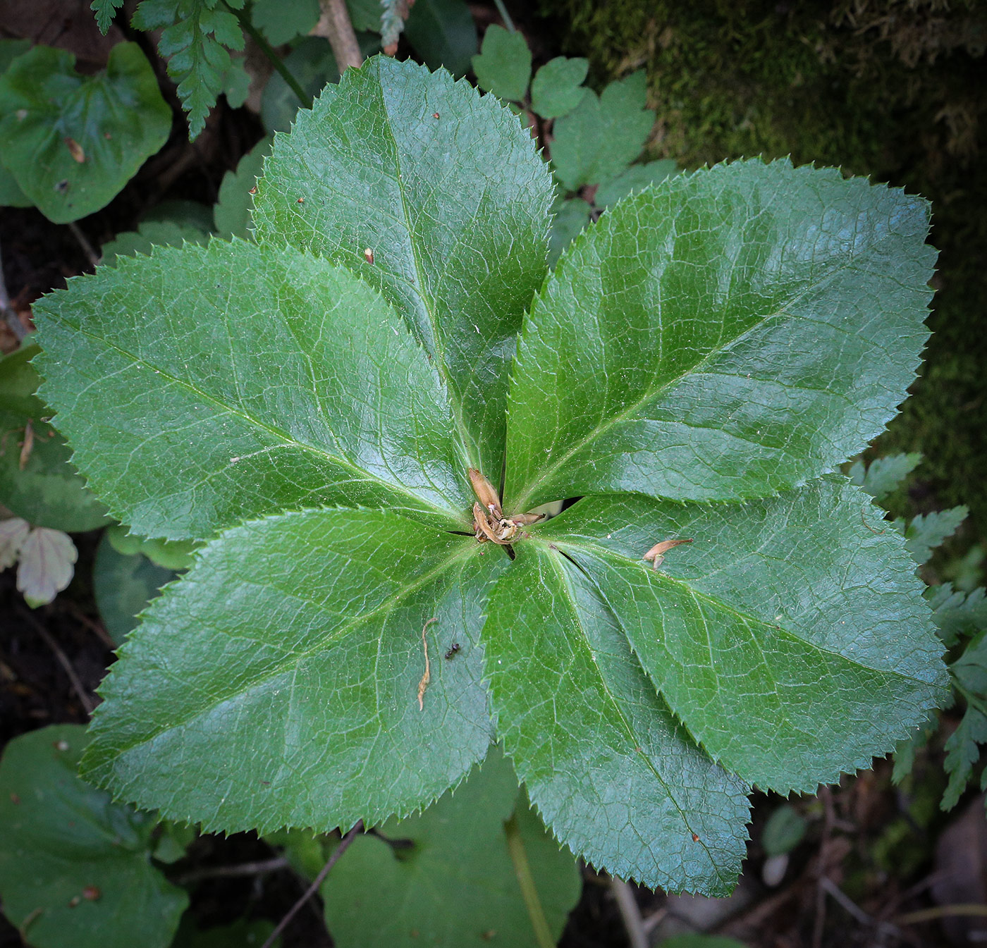 Image of Helleborus caucasicus specimen.