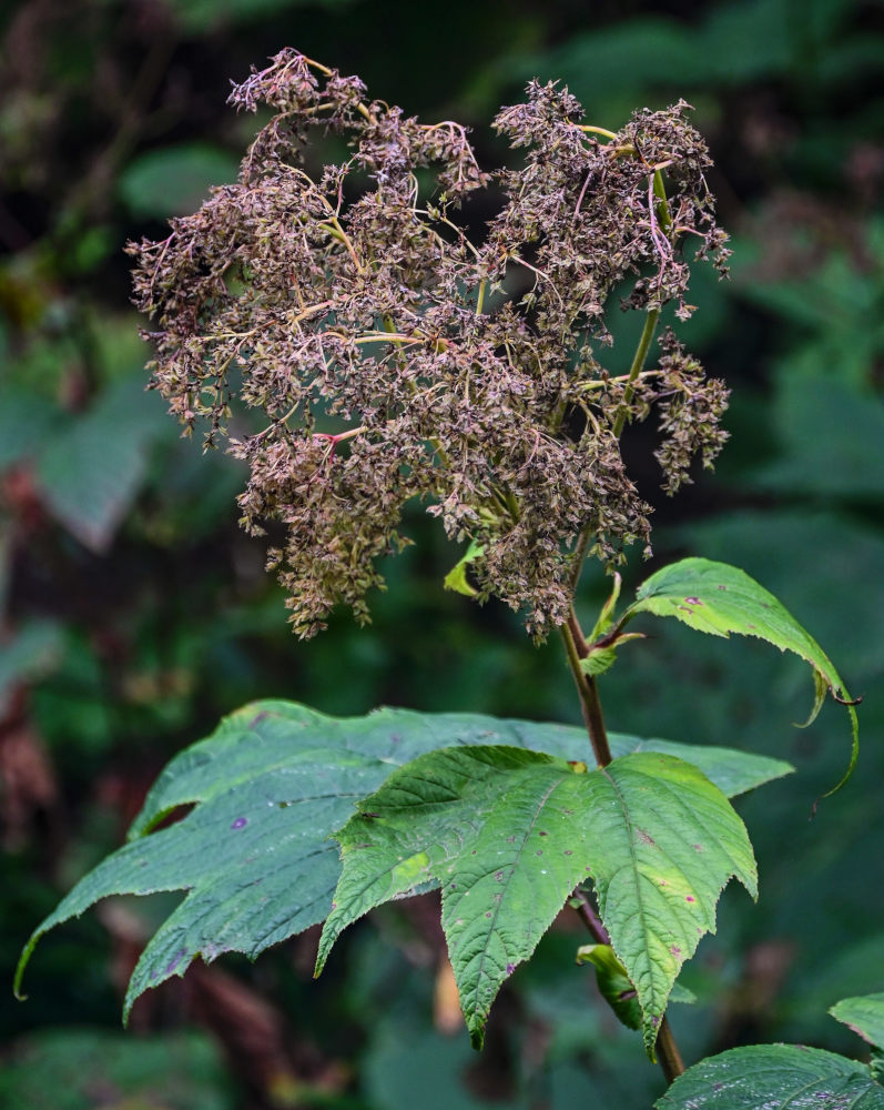 Image of Filipendula camtschatica specimen.