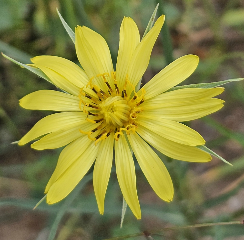 Image of Tragopogon orientalis specimen.