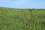 Dactylorhiza urvilleana