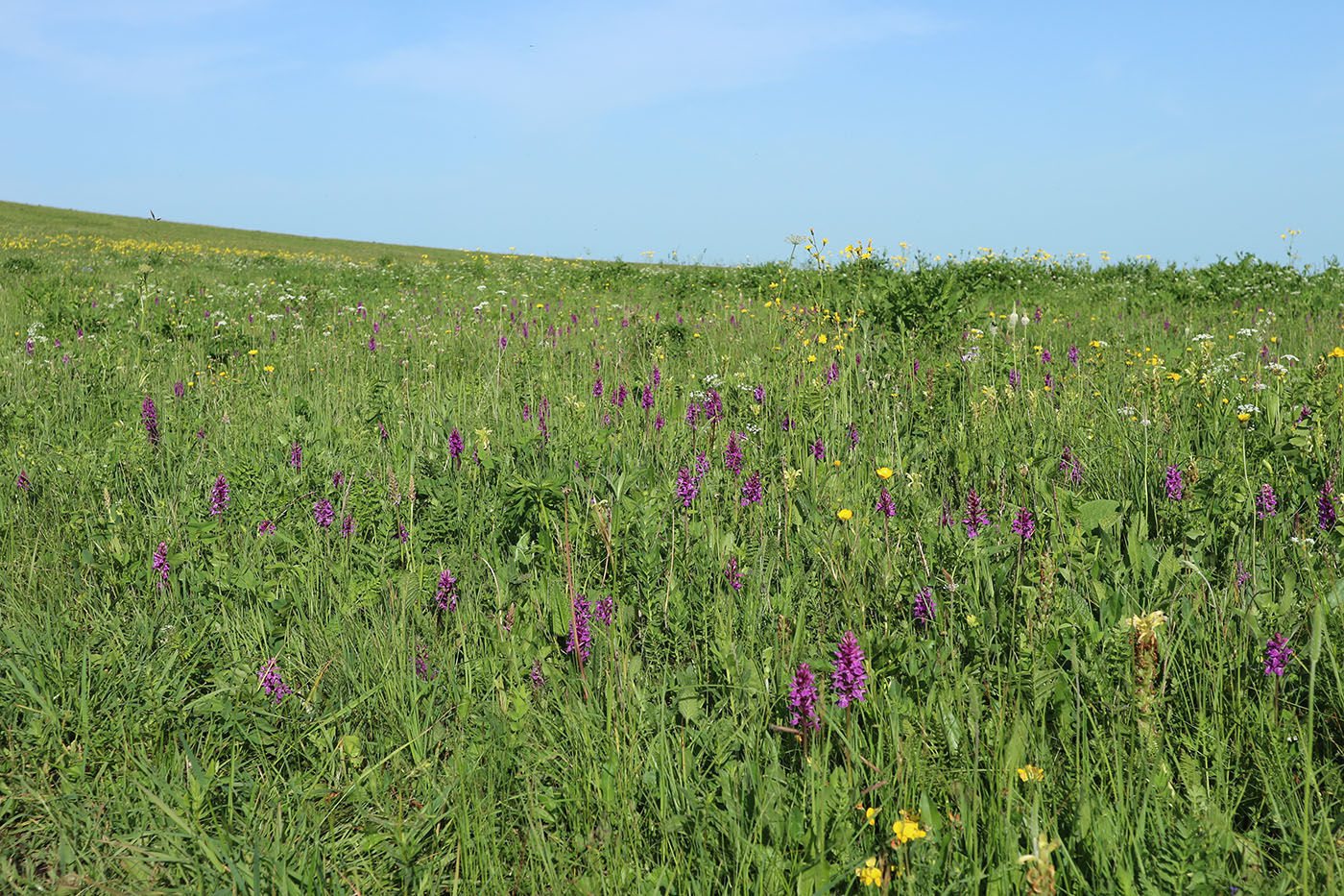 Image of Dactylorhiza urvilleana specimen.