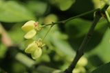 Euonymus europaeus