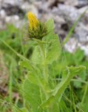 Inula orientalis. Верхушка расцветающего растения, поеденного насекомыми. Дагестан, верхнее Гунибское плато, ок. 2300 м н.у.м., субальпийский луг. 22.06.2022.