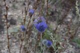 Echinops biebersteinii