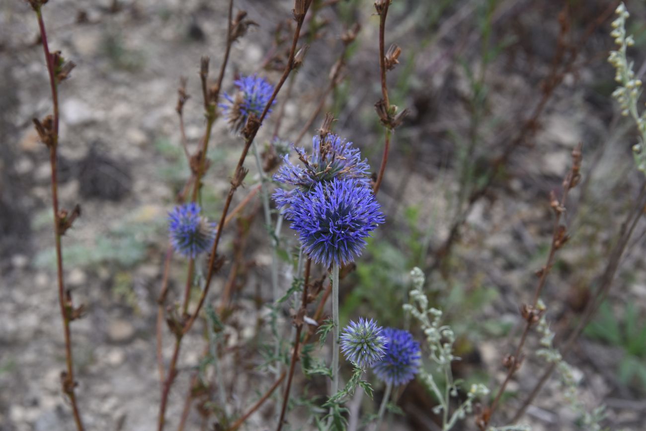 Изображение особи Echinops biebersteinii.