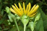 Silphium perfoliatum