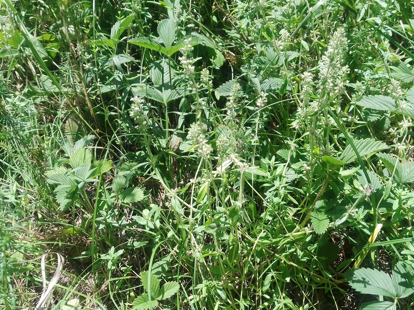 Изображение особи Thymus marschallianus.
