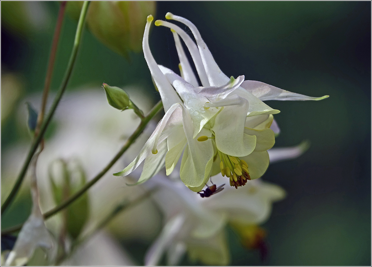 Image of Aquilegia vulgaris specimen.
