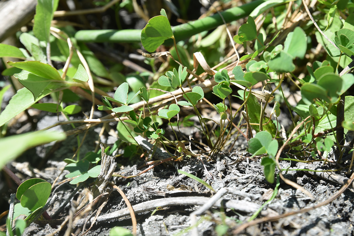 Image of Marsilea aegyptiaca specimen.