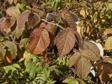 Rubus matsumuranus