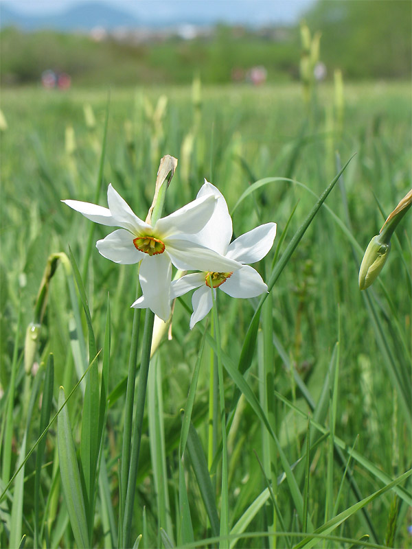 Изображение особи Narcissus angustifolius.