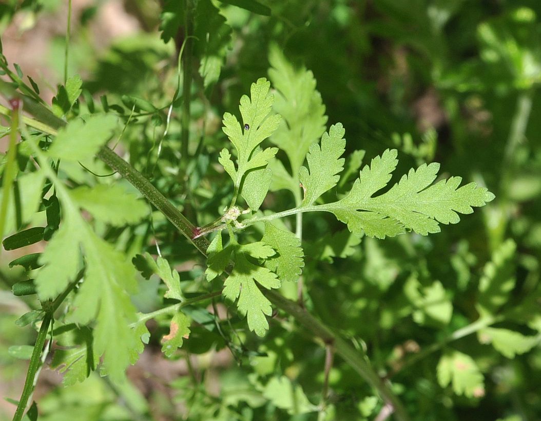 Image of Pyrethrum parthenifolium specimen.