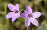Erodium cicutarium