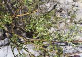 Salix eleagnos