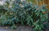 Mahonia bealei