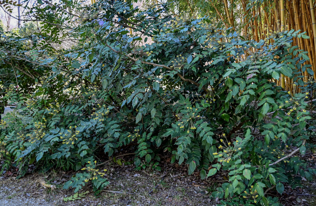 Изображение особи Mahonia bealei.