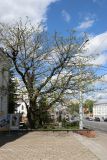 Juglans mandshurica. Цветущее растение. Беларусь, г. Витебск, ул. Ленина ок. д. 32, в озеленении. 04.05.2025.