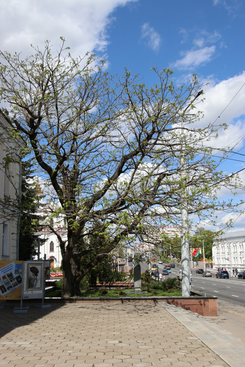 Image of Juglans mandshurica specimen.