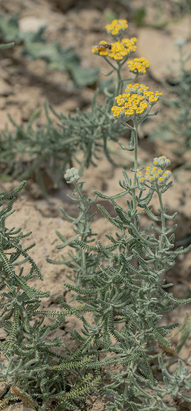 Image of genus Achillea specimen.